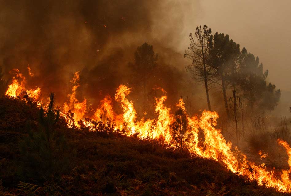 Blazing wildfire in a forest