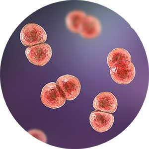 Streptococcus pneumoniae bacteria