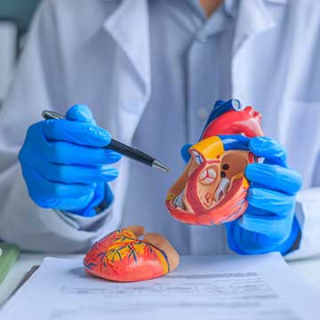 A person in a white lab coat and blue gloves holds a 3D anatomy model of a heart