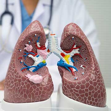 3-D rendering of lungs